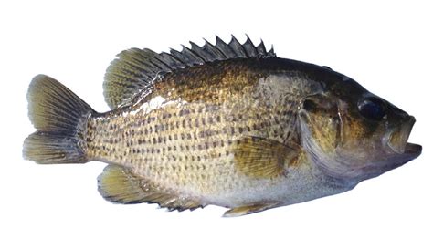 Freshwater Fish Identification Washington Fishing Eregulations