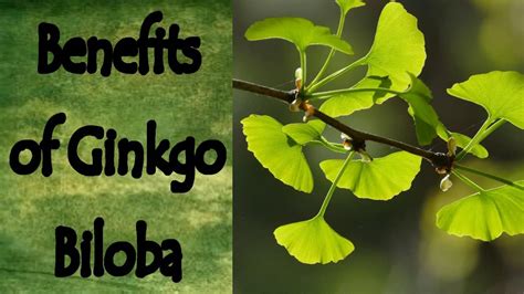 Ginkgo Biloba Being An Adjunct Therapy For Adhd Kameronqbco775