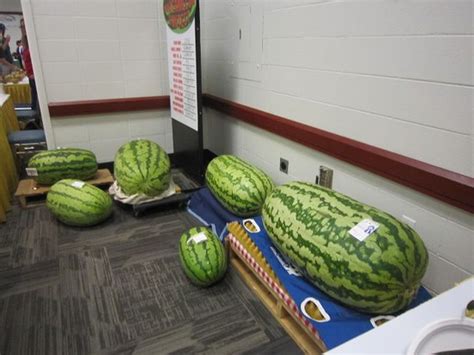 World Biggest Watermelon