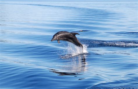 A dolphin catching some hang time in Milford Sound, New Zealand #MilfordSound #RealJourneys ...