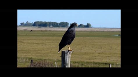 Great Black Hawk Buteogallus Urubitinga Youtube