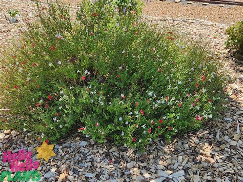Salvia Hot Lips Hello Hello Plants