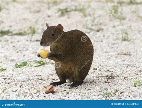 A Mexican Agouti Having A Meal On Fallen Fruit Stock Photo Image Of