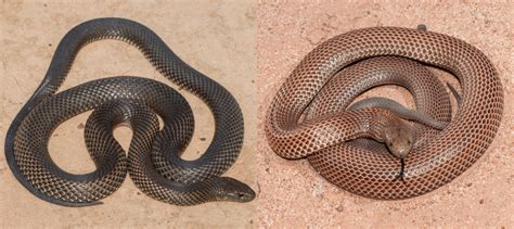 Common Snakes Found In The Northern Territory Bird Watching Hq