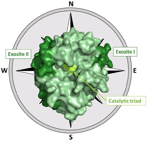 The Three Dimensional Structure Of Thrombin Pdb Entry Ppb The