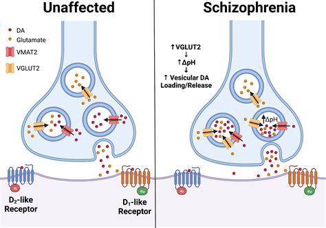 Relevance Of Interactions Between Dopamine And Glutamate