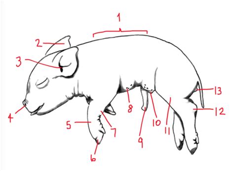 Biology 1108 Pig Dissection Practical Flashcards Quizlet