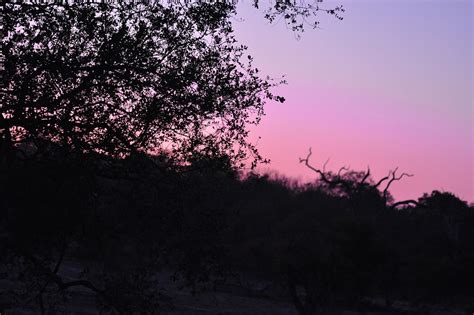 Sunset Kruger National Park Mopani Free Photo On Pixabay Pixabay