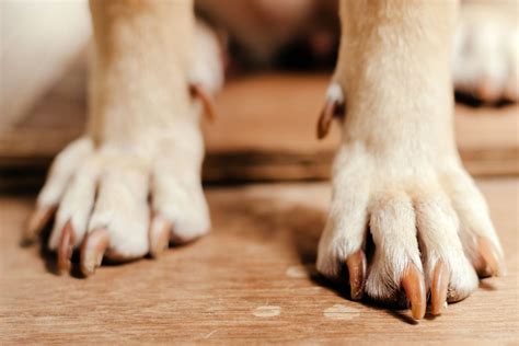 How To Stop A Dogs Nail From Bleeding Daily Paws