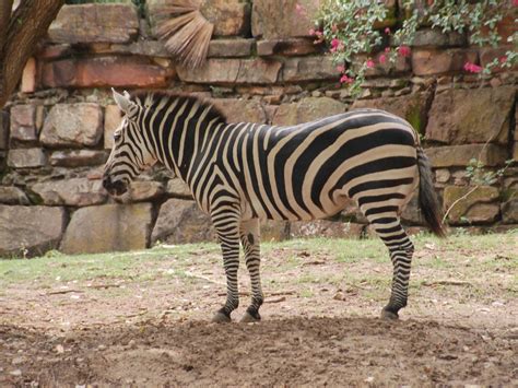 The Online Zoo - Plains Zebra