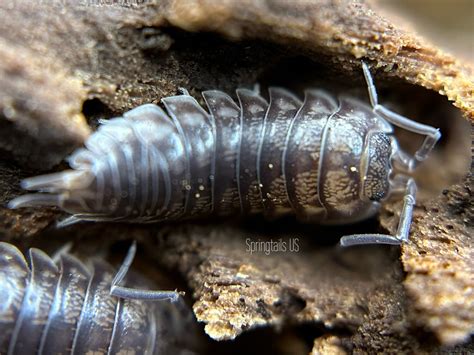 10ct Curly Woodlouse Cylisticus Convexus Oglesby Illinois Locale