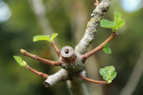 Branches Jeunes Pousses Arbres Photo Gratuite Sur Pixabay Pixabay