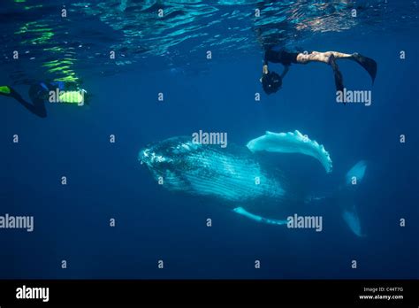 Humpback Whale And Snorkeler Megaptera Novaeangliae Silver Bank