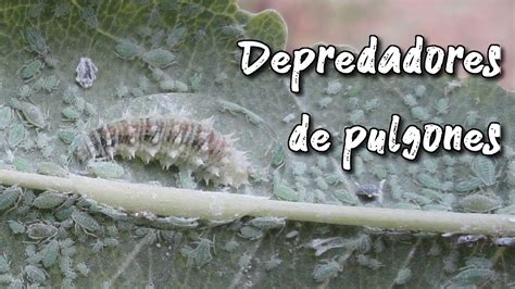 Enemigos De Los Pulgones Depredadores Naturales Youtube