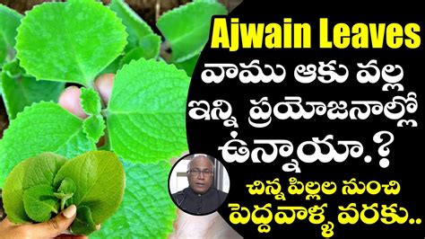 Health Benefits Of Ajwain Leaves Vaamu Leaves Improves Digestion