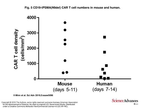 Fig 5 CD19 TPSMA N9del CAR T Cell Numbers In Mouse And Human Ppt