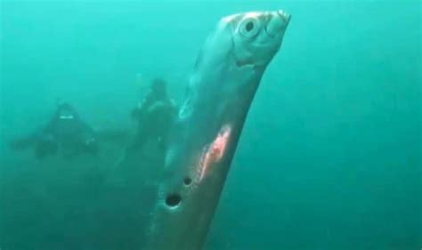 Rare deep sea oarfish known as 'harbinger of doom' spotted off Taiwan coast