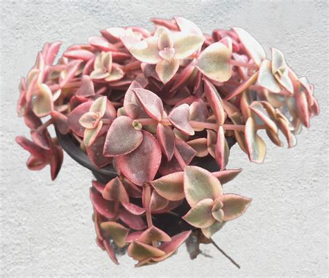 Crassula Pellucida Marginalis Variegata Suisse Normande Succ