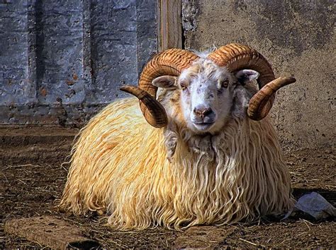 Icelandic sheep | Schapen, Geiten, Boerderijdieren