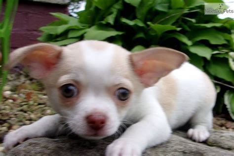 Chihuahua Puppy For Sale Near Akron Canton Ohio 3d24aaf2 0ae1