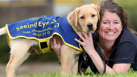 Petbarn Foundation Seeing Eye Dogs Appeal Aims To Raise 800000