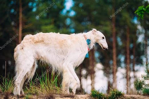 White Russian Wolfhound Dog, Borzoi, Russian Hunting, Sighthound ...