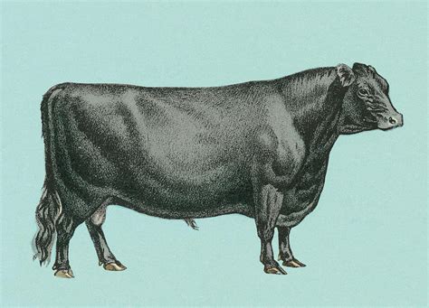 Black Steer Drawing By Csa Images Fine Art America