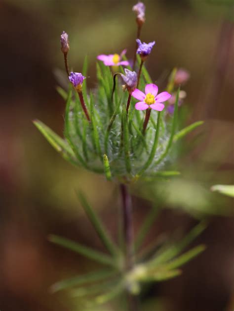 Leptosiphon Ciliatus Madera Co Leptosiphon Ciliatus I Flickr