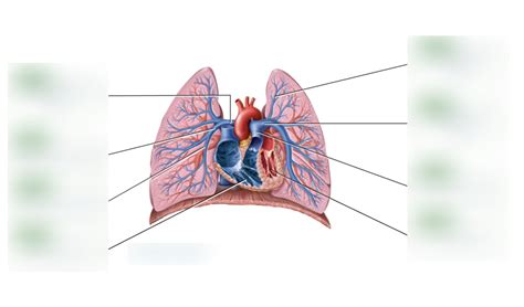 Pulmonary Circulation Diagram Quizlet