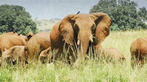 Kidepo Valley National Park | Sima Safari