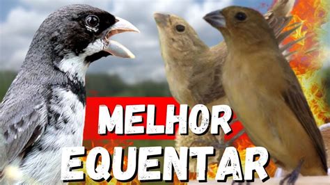 ESQUENTAR QUALQUER COLEIRO TUI TUI PURO ESQUENTAR COLEIRO TUI TUI