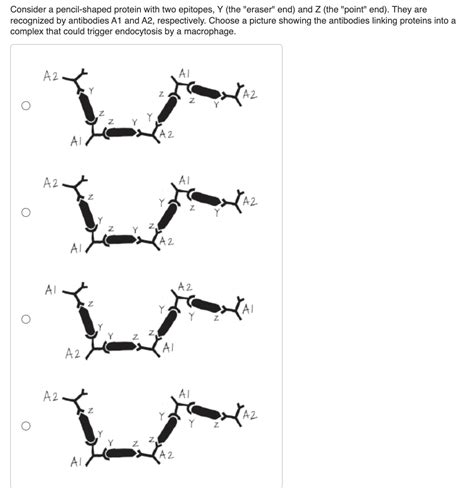 Solved Consider A Pencil Shaped Protein With Two Epitopes Y Chegg