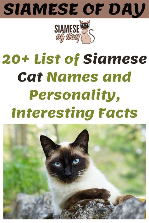 20 List Of Siamese Cat Names And Personality Interesting Facts