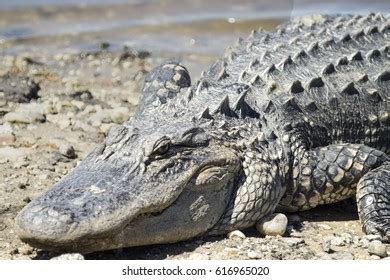 American Crocodile Florida Zoo Crocodylus Acutus Stock Photo 2235004793 | Shutterstock