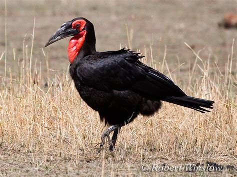 Birds Of East Africa Largest And Most Popular Gallery On The Website