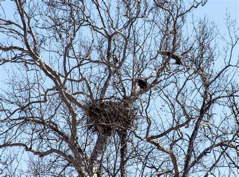 eagle nest by wolvesone on DeviantArt