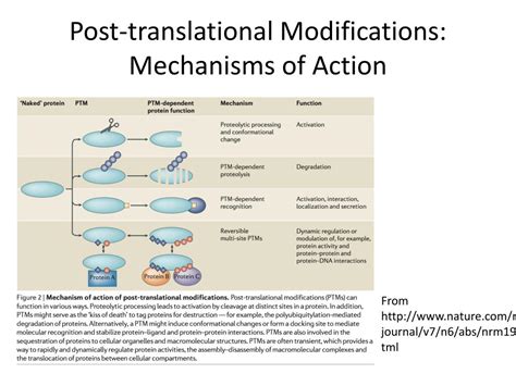 Ppt Post Translational Modifications Powerpoint Presentation Free