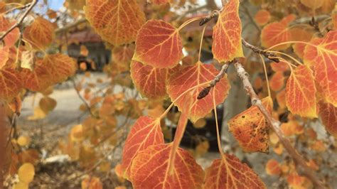 American Aspen Tree - Types of Trees