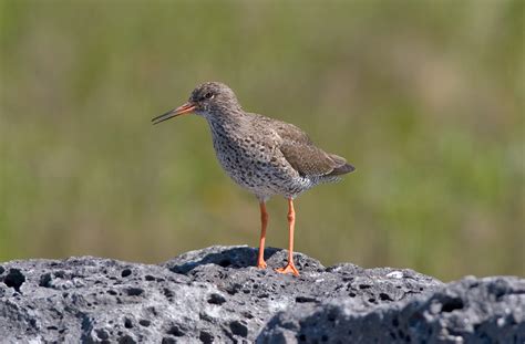 Common Redshank (Tringa totanus robusta) | Wild Bird Gallery