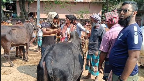 ২৯১০২৩ দাঁড়ানো অবস্থায় ৬৫০ টাকা মাংস কেজি দরে নাঃগঞ্জের