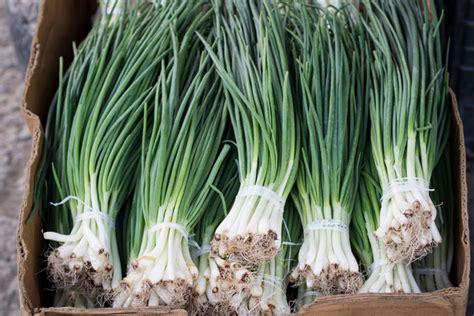 How to Grow and Care for Chives - A Comprehensive Guide - TopBackyards