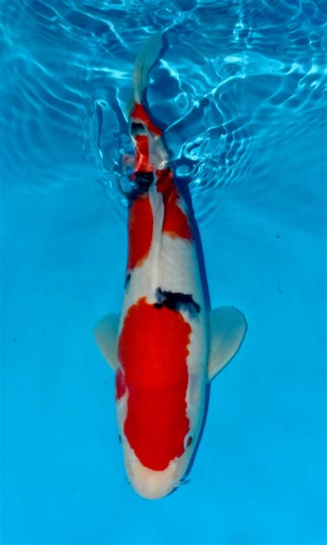 Sanke Koi Aquarium Fish India