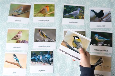 Activités Maternelle Oiseaux Cartes Nomenclature Oiseaux