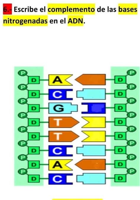 Escribe El Complemento De Las Bases Nitr Gen Adas En El Adn Brainly Lat