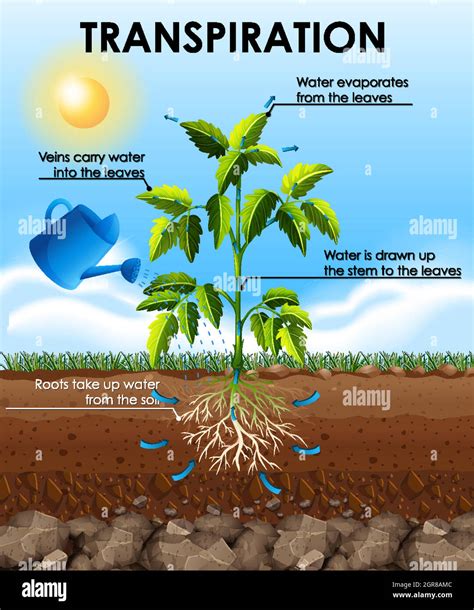 Diagram showing transpiration with plant Stock Vector Image & Art - Alamy