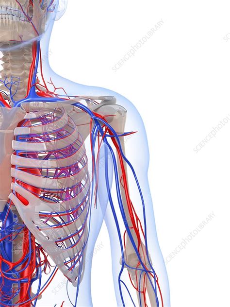 Male Vascular System Artwork Stock Image F Science Photo