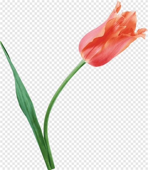 Tulip Flower Tulip Plant Stem Safesearch Png Pngegg