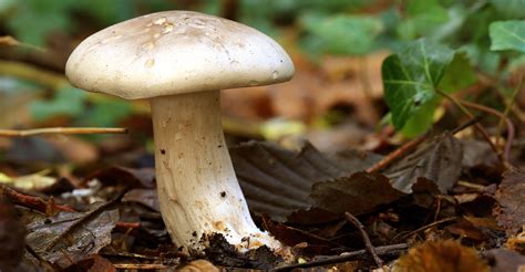 Mycophagie Ces Animaux Qui Mangent Les Champignons Dossier