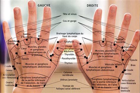 Reflexologie Palmaire La Réflexologie Palmaire