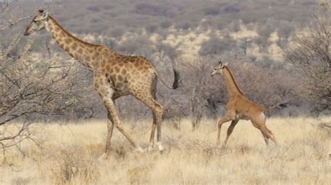 First Wild Spotless Giraffe Discovered | WeatherBug